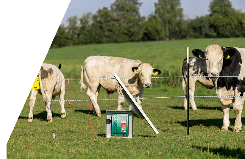 Kühe auf einer Weide mit Elektrozaun Eine Gruppe von Kühen steht auf einer grünen Weide. Es gibt einen Elektrozaun mit Drähten und Pfosten sowie ein Elektrozaungerät mit einem Solarpanel. Im Hintergrund sind Bäume und ein klarer Himmel zu sehen.